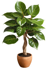 Ficus plant in pot on a transparent background