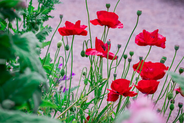 Photo of growing flowers in the garden