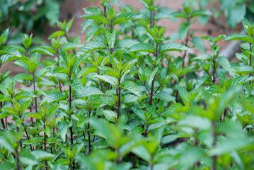  Photo of growing herbs in the garden