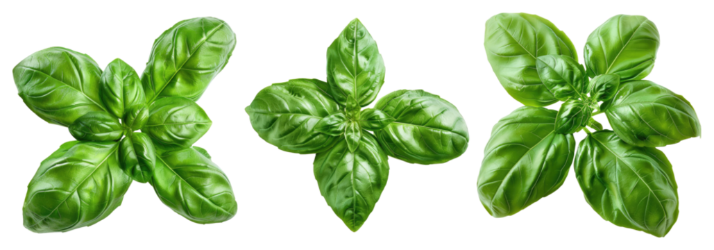 Green basil isolated on transparent background, set of