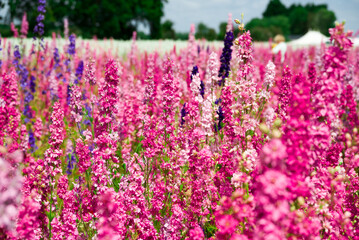 beautiful flowers growing on Confetti fields