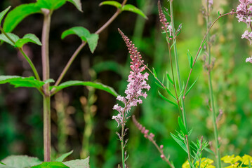 Photo of growing flowers in the garden