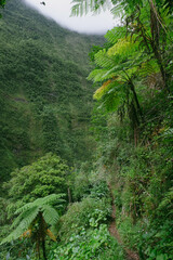 Green rainforest on the Island of La Reunion, France