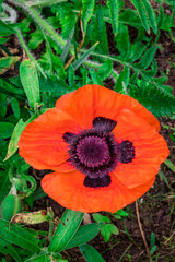 Photo of growing flowers in the garden