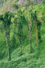 Green rainforest on the Island of La Reunion, France
