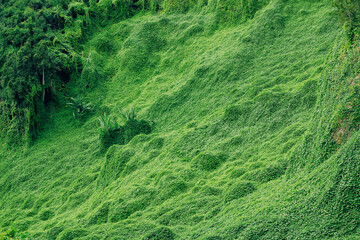 Green rainforest on the Island of La Reunion, France