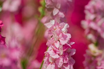 beautiful flowers growing on Confetti fields