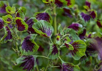 The edible Amaranthus tricolor (Joseph's coat) as vegetable growing in garden