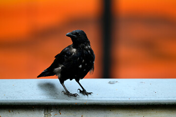 Carrion crow (Corvus corone) with single white feathers // Rabenkrähe mit einzelnen weißen Federn