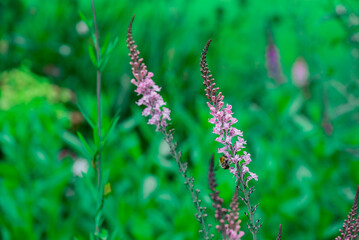 Photo of growing flowers in the garden