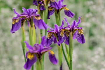 Photo of growing flowers in the garden