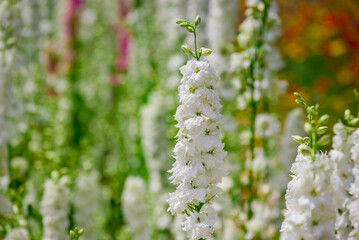 beautiful flowers growing on Confetti fields