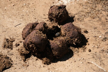 Elephant dunk poop with a beetle in it