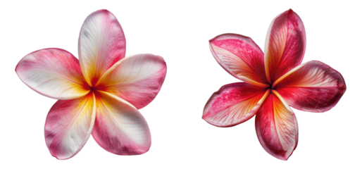 Plumeria rubra flower isolated on transparent background, set of
