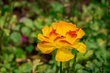 Photo of growing flowers in the garden