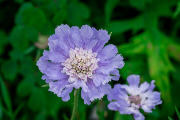 Photo of growing flowers in the garden