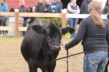 Showing cows by kids at the fall fair