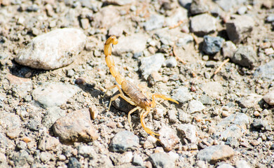 Iberian scorpion in southern Spain in full sun