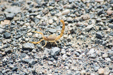 Iberian scorpion in southern Spain in full sun