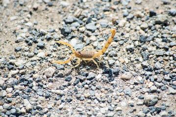 Iberian scorpion in southern Spain in full sun