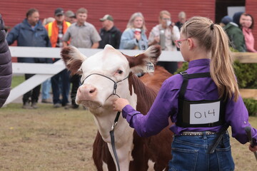 Showing cows by kids at the fall fair