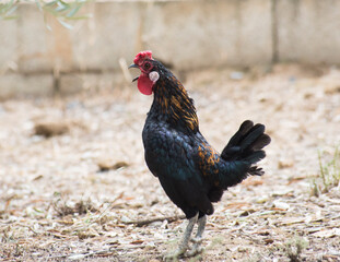 A rooster with a lot of bad temper