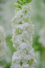 beautiful flowers growing on Confetti fields