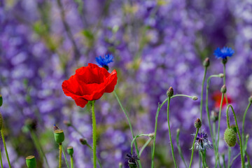 beautiful flowers growing on Confetti fields