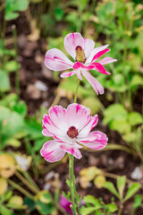 Photo of growing flowers in the garden