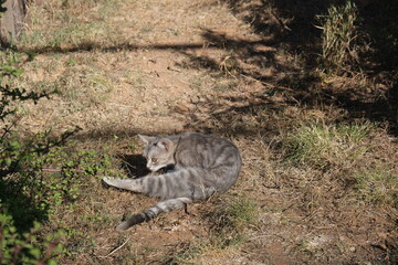 African wild cat laying in the grass