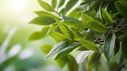 Fototapeta premium Spring Background, Nature of green leaves, ideal for wallpaper