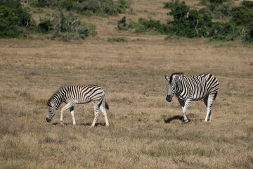 Young zebra walking in front of another zebra eating grass