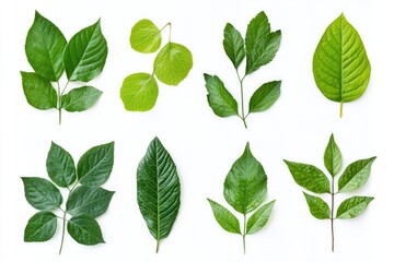 Naklejka premium Bloom in Green. Set of Fresh Leaves on White Background