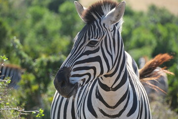 Naklejka premium Zebra close up on face, looking sideways