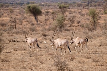 Three oryxes walking next to each other