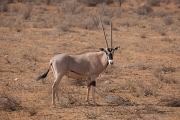Oryx looking at the camera in dry grass land