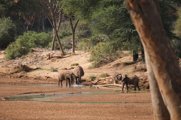 Elephants drinking from a waterhole, and some birds enjoying the water