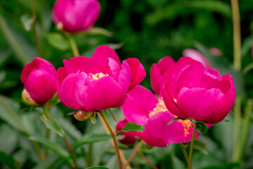 Photo of growing flowers in the garden