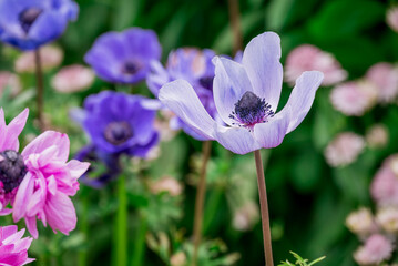 Photo of growing flowers in the garden