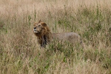 Lion in high grass, wind in its manes
