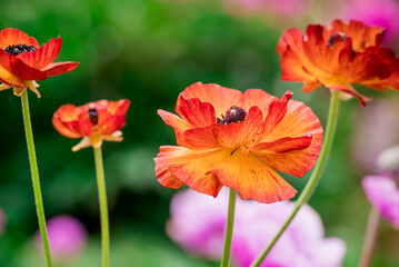Obraz premium Photo of growing flowers in the garden