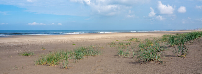 dunes with marram grass and north sea beach in the netherlands