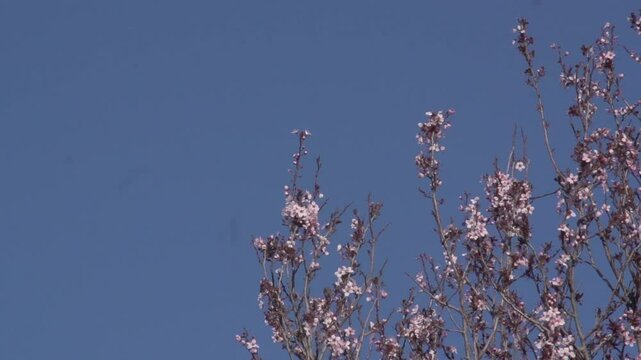Aves en &aacute;rbol en flor