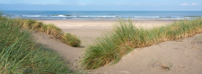 dunes with marram grass and north sea beach in the netherlands