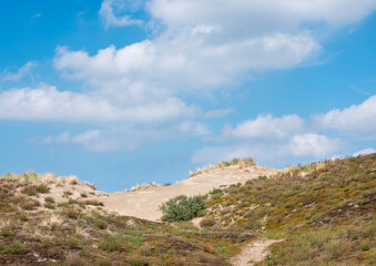 dunes with marram grass and north sea beach in the netherlands