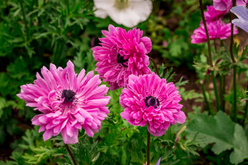 Fototapeta premium Photo of growing flowers in the garden