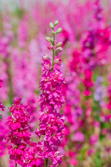 Obraz premium beautiful flowers growing on Confetti fields