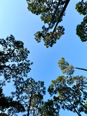 Looking up at the sky through the pine trees in Georgia USA with copy space.