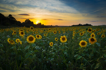 Field of blooming sunflowers at sunset, Salisbury Plain Wiltshire 