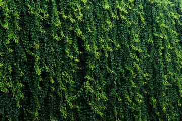 Fototapeta premium Leaf texture background, hanging leaves.